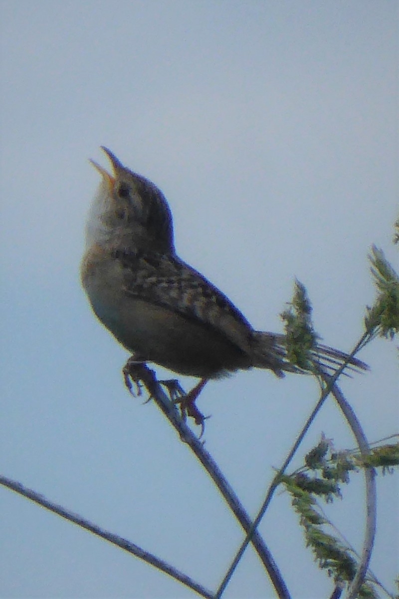 Sedge Wren - ML242836271