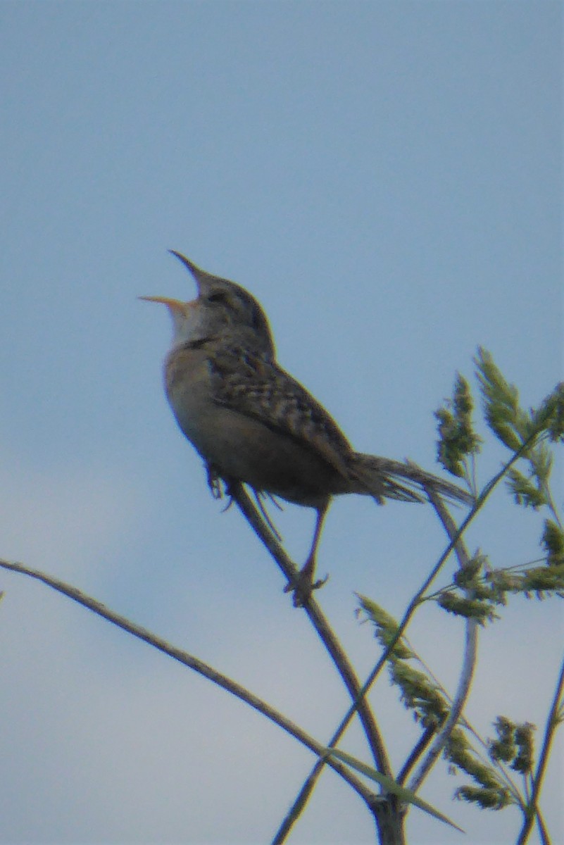 Sedge Wren - ML242836291