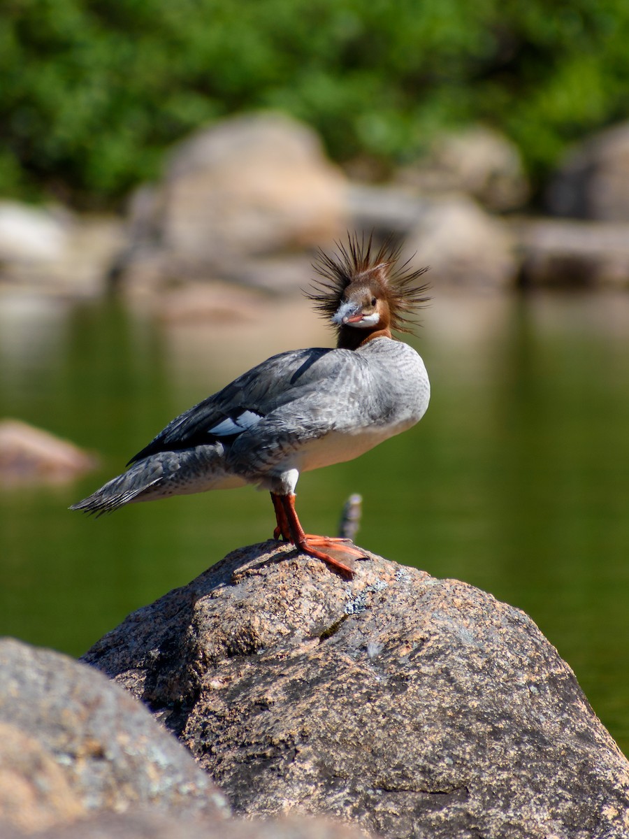 Common Merganser - Caleb Zulawski