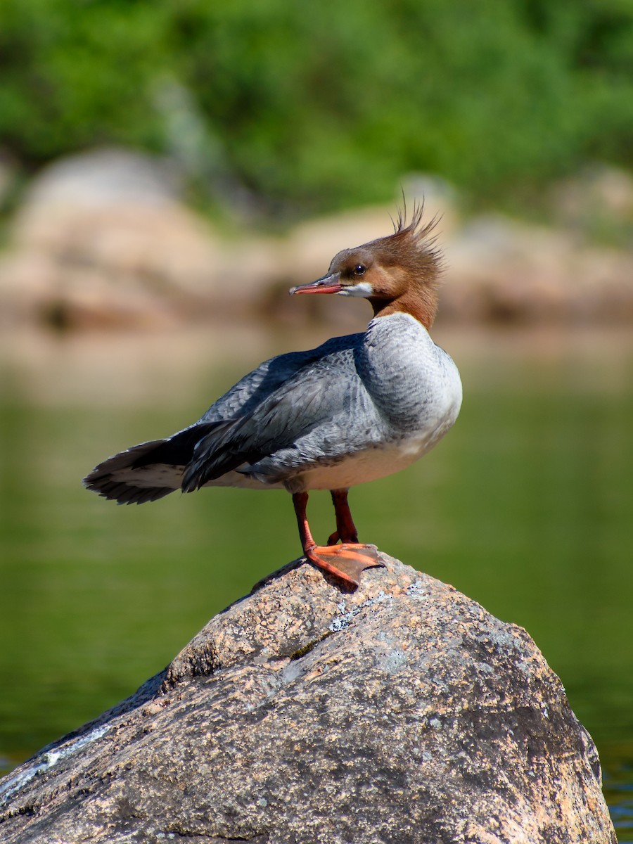 Common Merganser - ML242837101