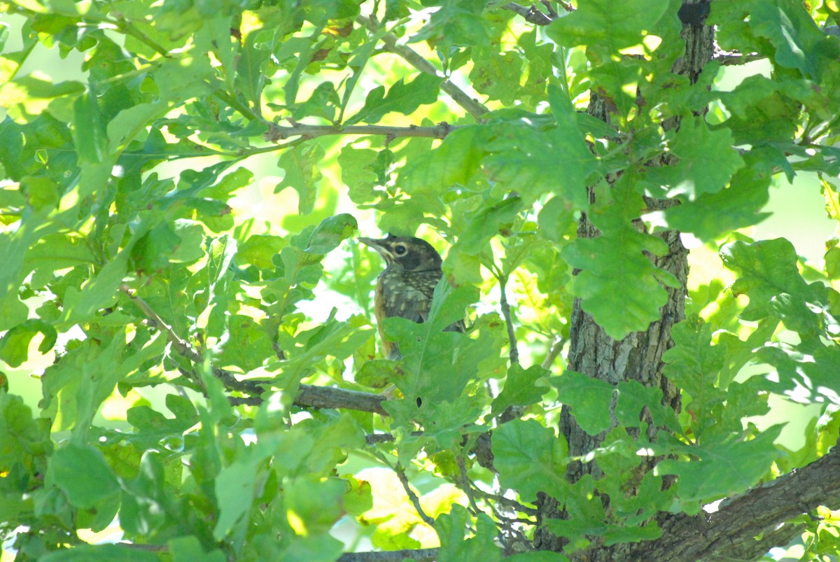 American Robin - ML242837511