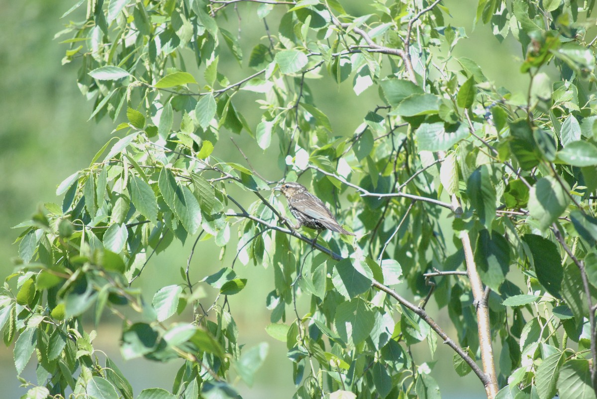 Red-winged Blackbird (Red-winged) - ML242837701