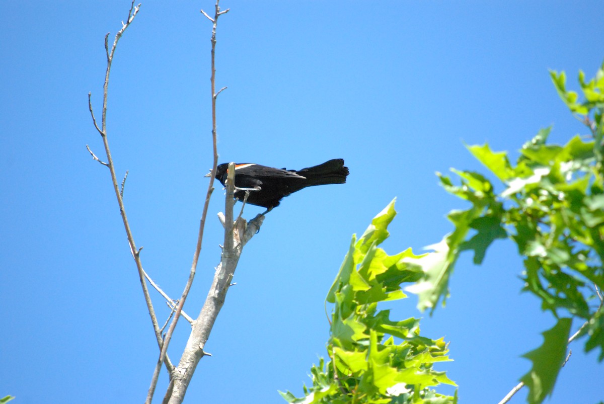 Red-winged Blackbird (Red-winged) - ML242837751