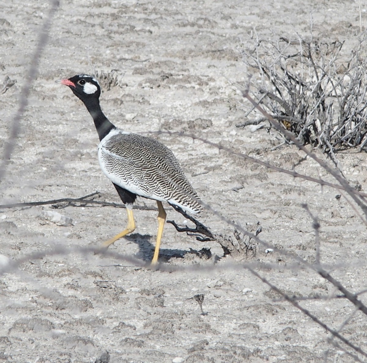 White-quilled Bustard - ML242842321