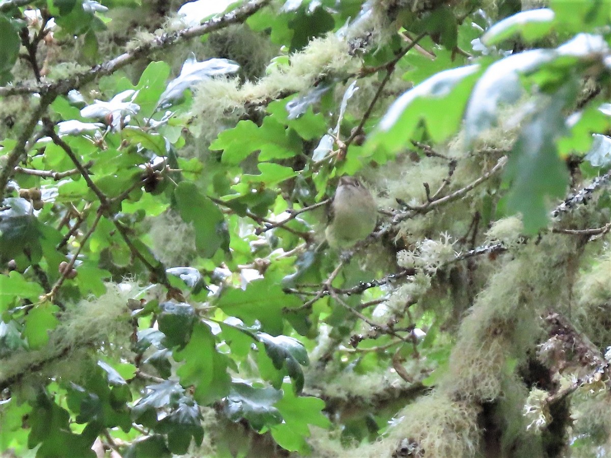 Hutton's Vireo - Joan Baker