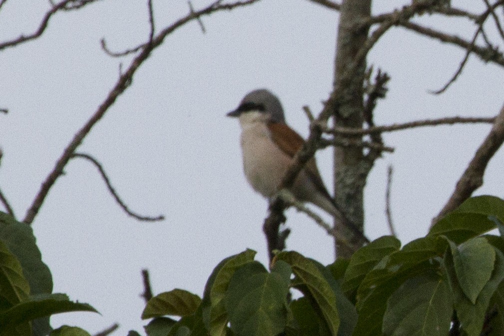 Red-backed Shrike - Phil Stouffer