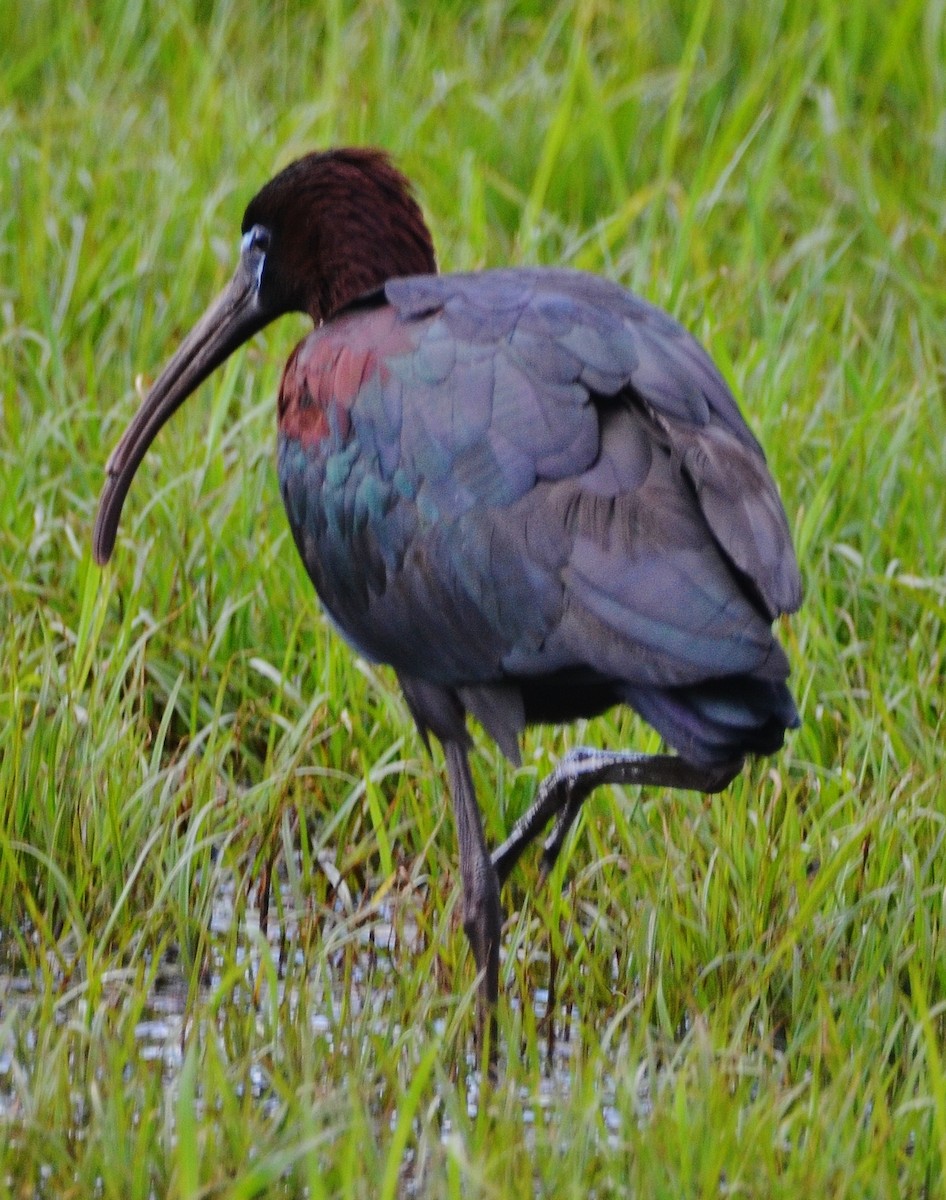 ibis hnědý - ML242845381