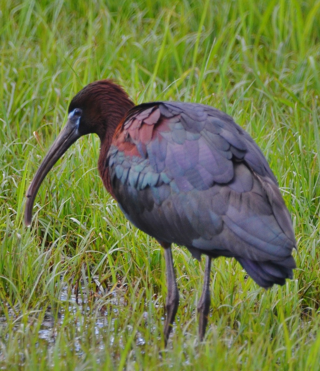 ibis hnědý - ML242845391