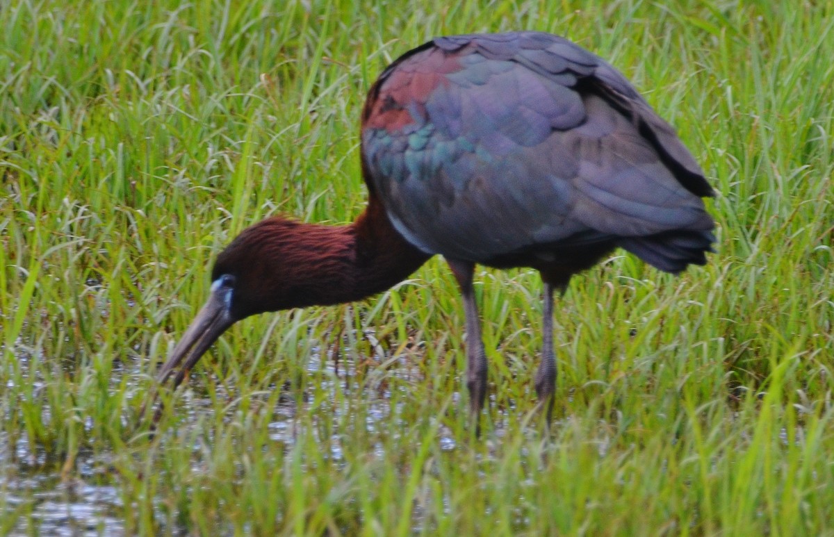 ibis hnědý - ML242845411