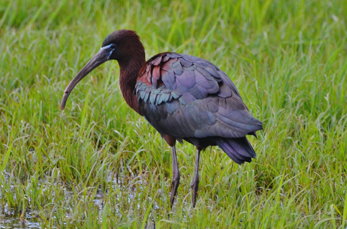ibis hnědý - ML242845451