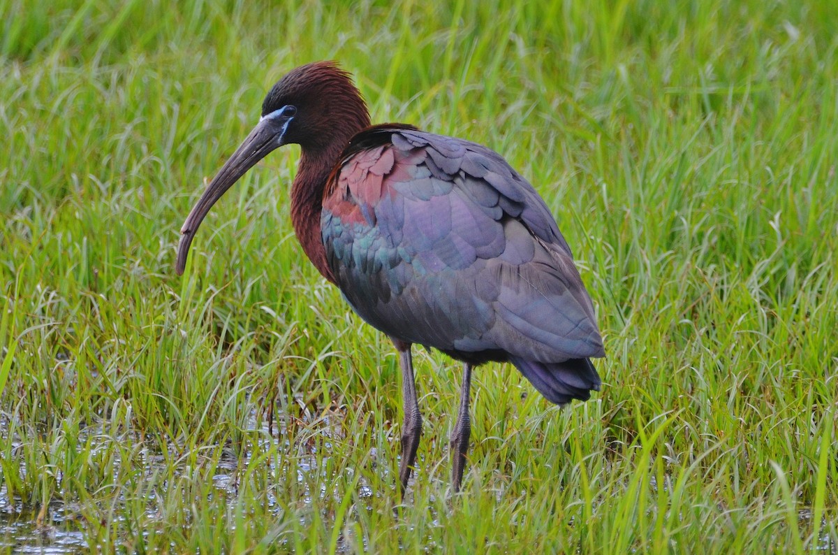 ibis hnědý - ML242845461