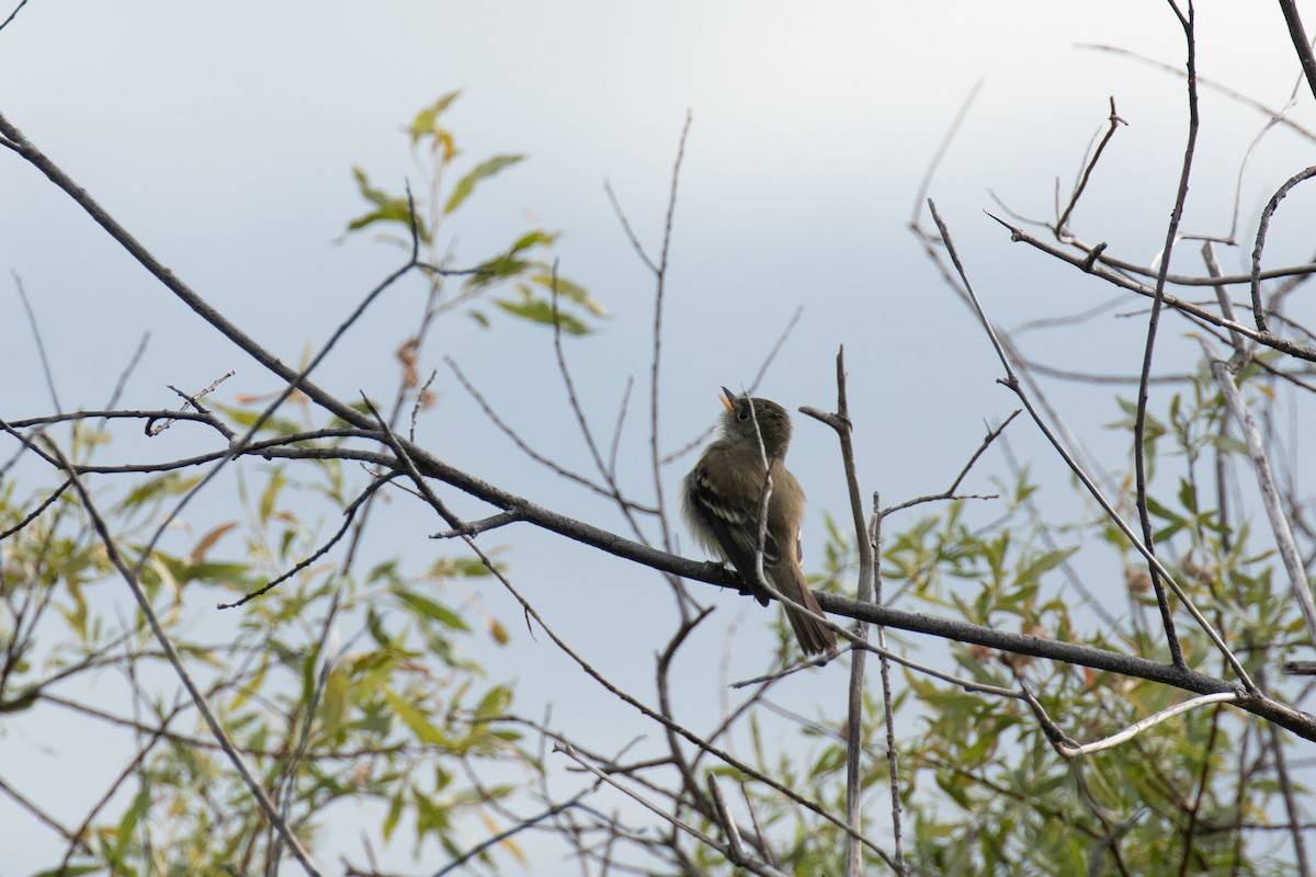 Alder Flycatcher - ML242846251