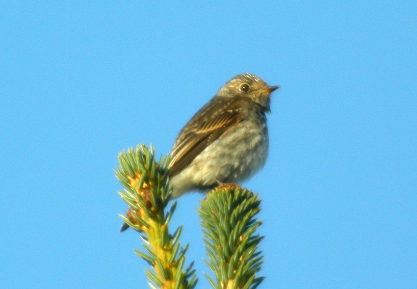 Dark-sided Flycatcher - ML24284781