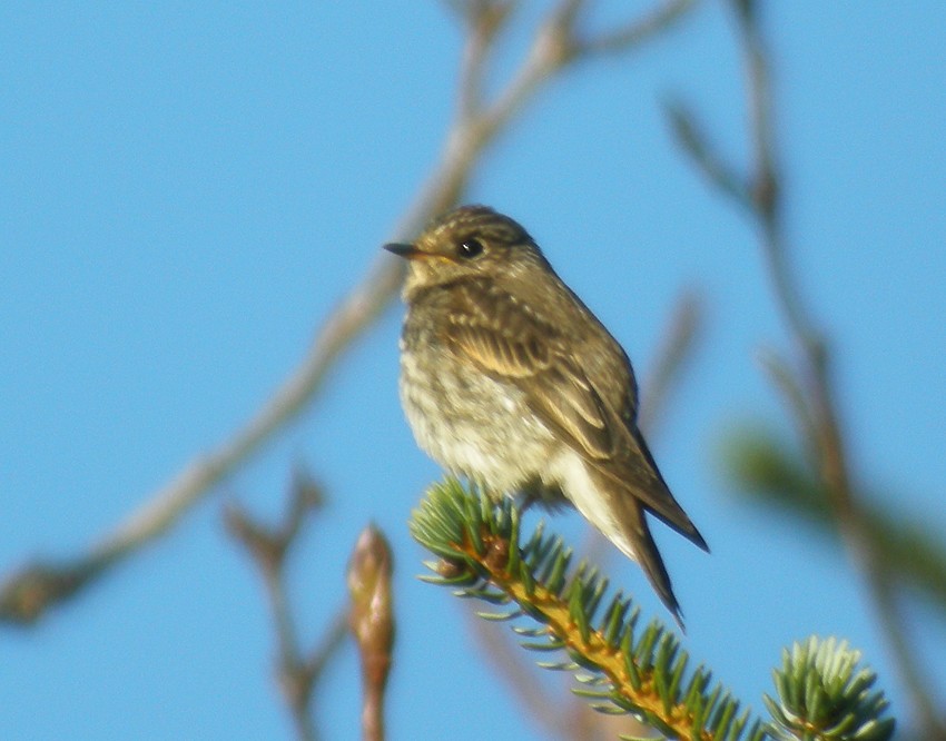 Dark-sided Flycatcher - ML24284791