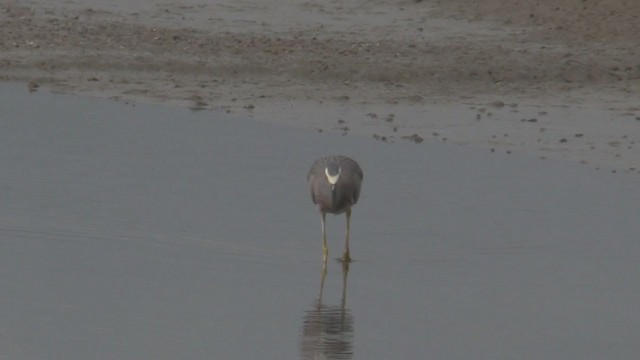 White-faced Heron - ML242850051