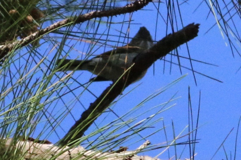 Çizgili Yuhina - ML242852011