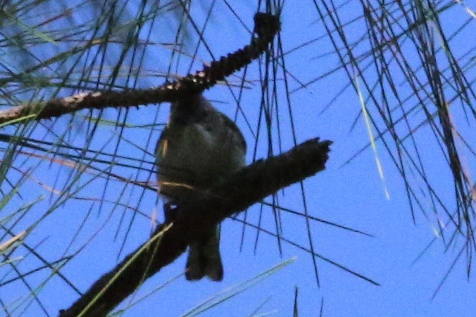 Yuhina à tête marron - ML242852551