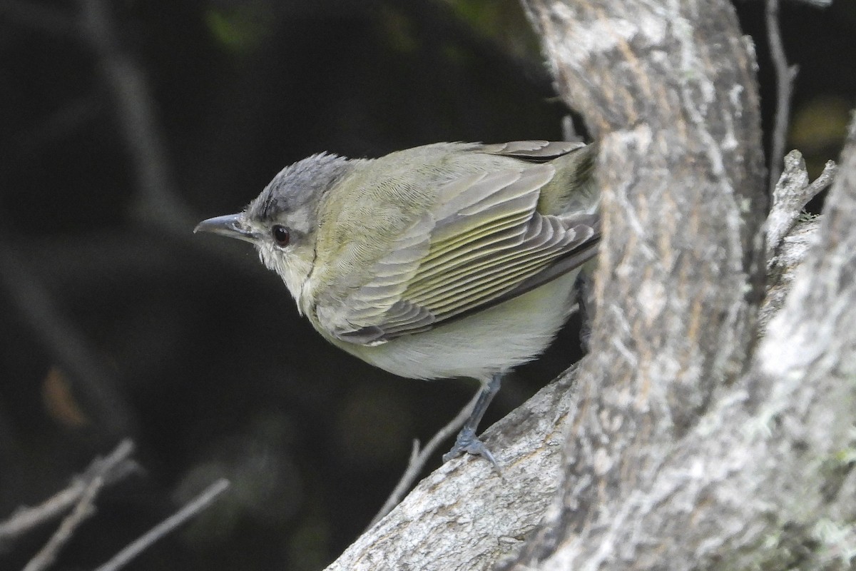 Red-eyed Vireo - ML242852931