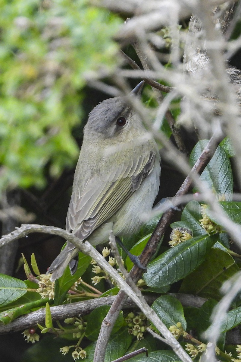 Red-eyed Vireo - ML242853081