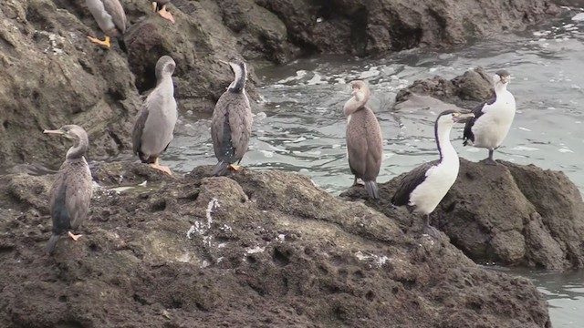 Spotted Shag - ML242853291