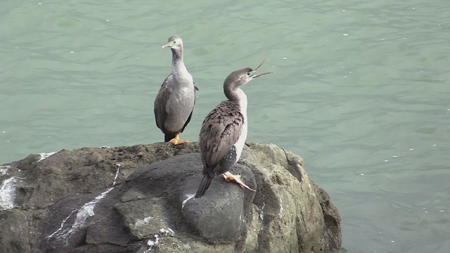 Cormorán Moteado - ML242853331