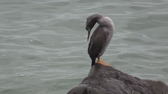 Cormorán Moteado - ML242853411