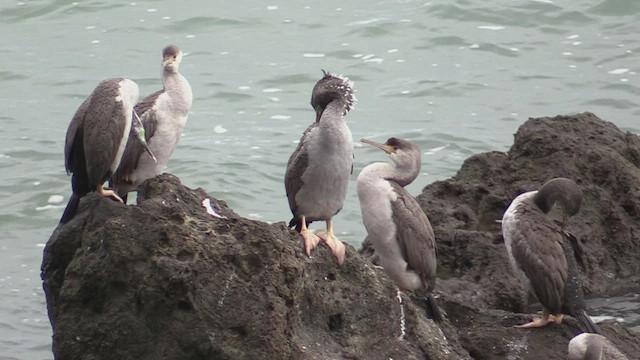 Cormoran moucheté - ML242853591