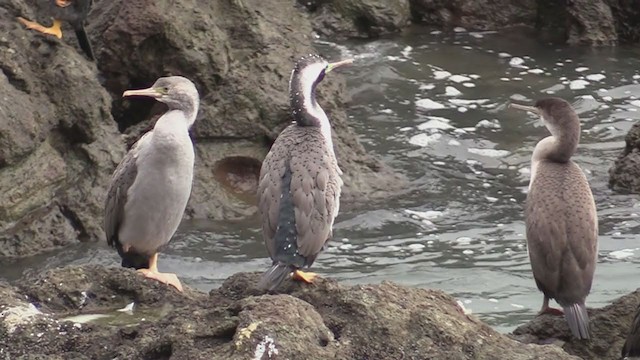 Cormoran moucheté - ML242853641