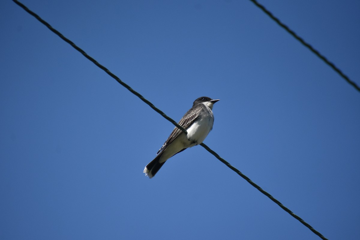Eastern Kingbird - ML242854081
