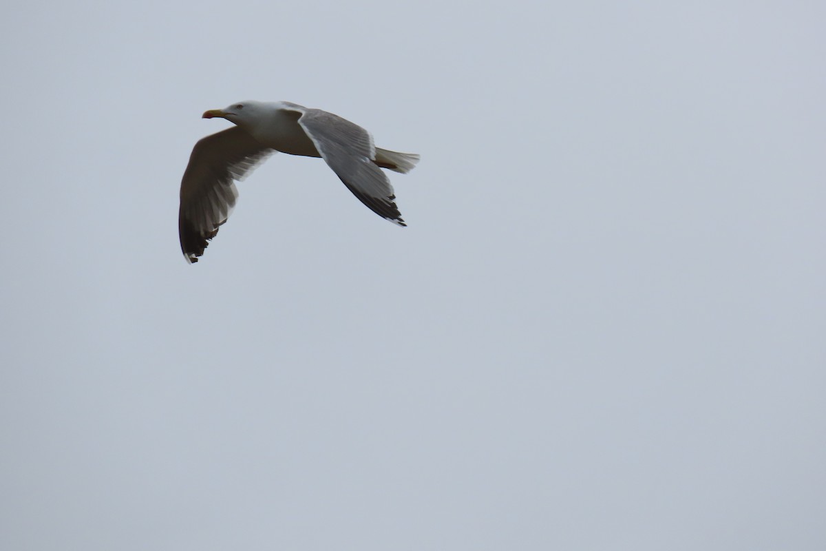 キアシセグロカモメ - ML242857311