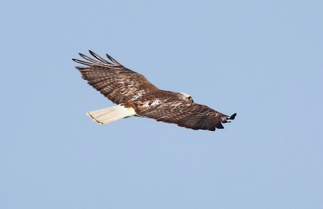 Red-tailed Hawk (Krider's) - ML242857321