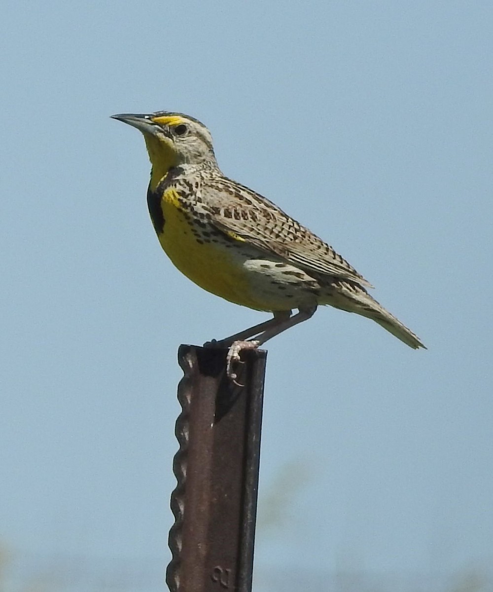 Western Meadowlark - Carol Morgan
