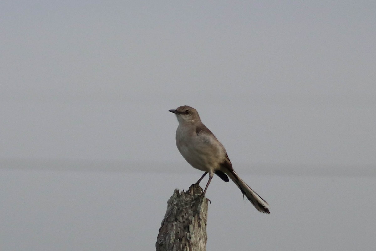 Northern Mockingbird - Jen Sanford