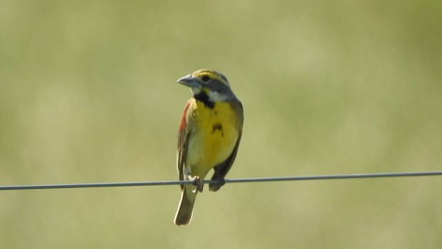 Dickcissel d'Amérique - ML242862661