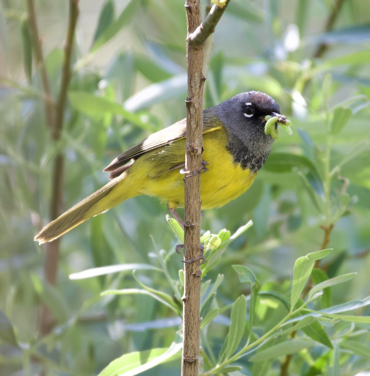 MacGillivray's Warbler - ML242863011