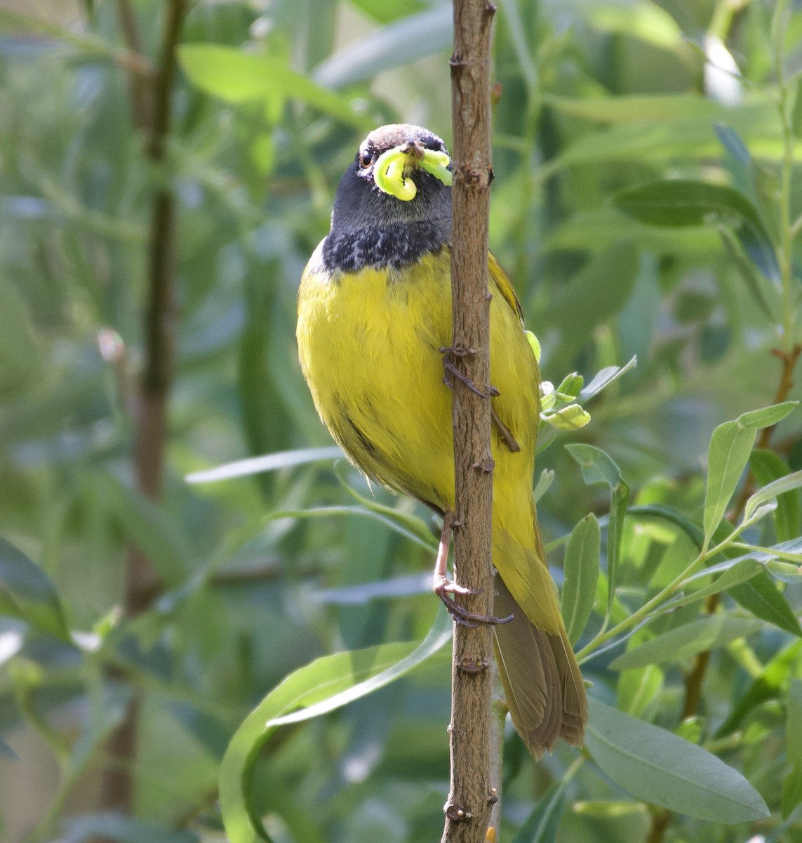 MacGillivray's Warbler - ML242863101