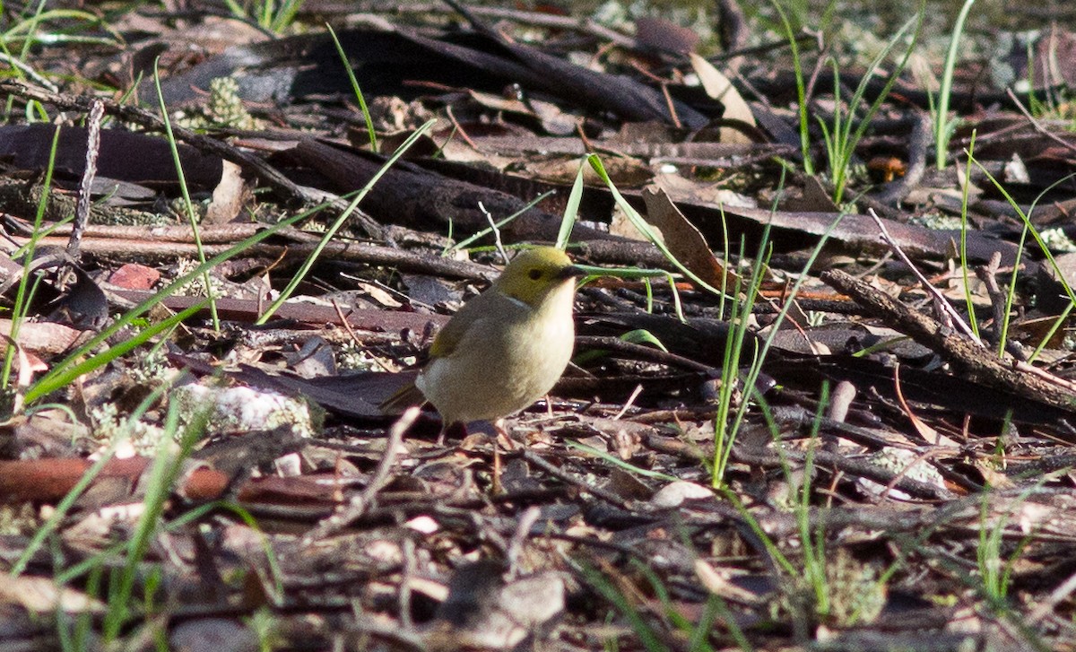 White-plumed Honeyeater - ML242865191