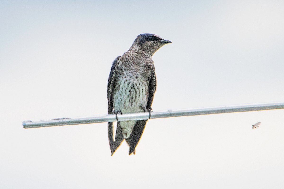 Purple Martin - Sue Barth