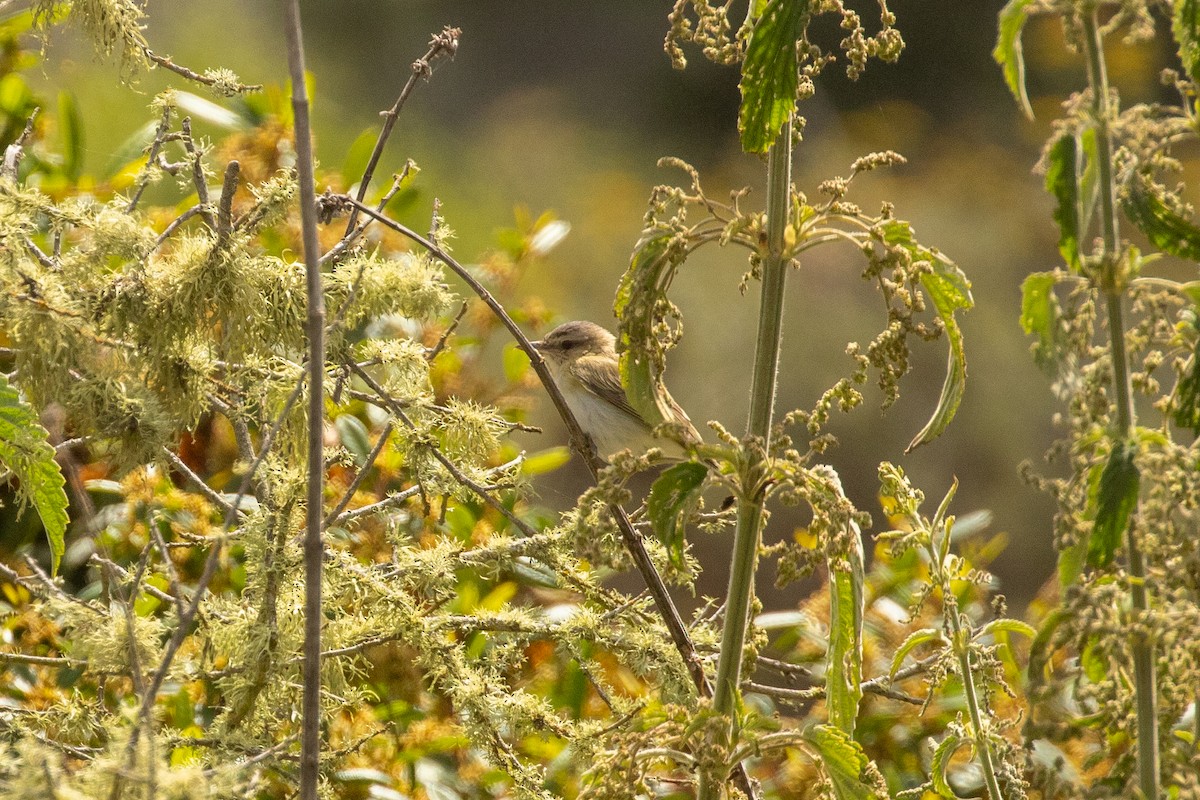 Red-eyed Vireo - ML242865451