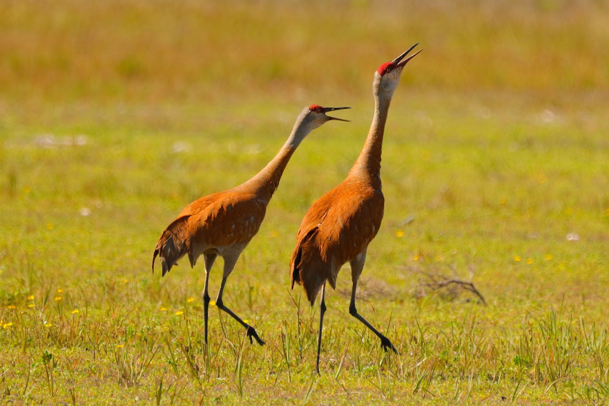 Sandhill Crane - ML242866031