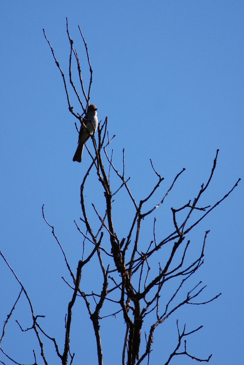 Ash-throated Flycatcher - ML242868191