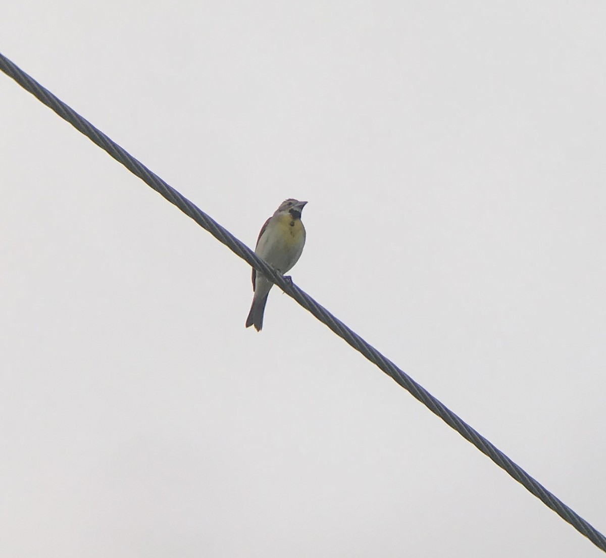 Dickcissel - ML242868211