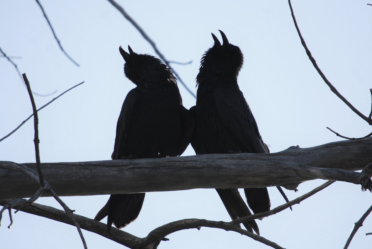 Common Raven - ML242868311