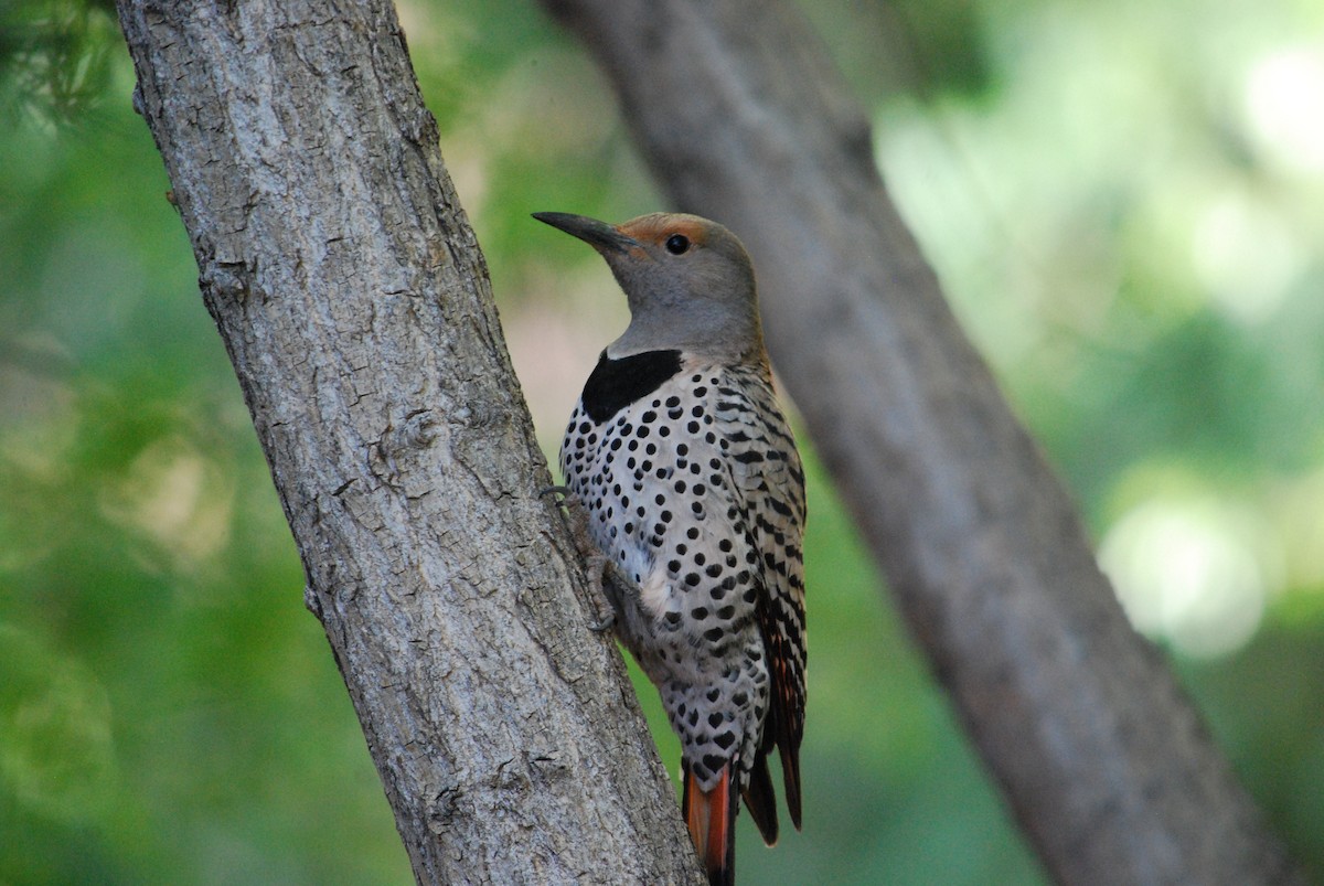 Northern Flicker - ML242868541