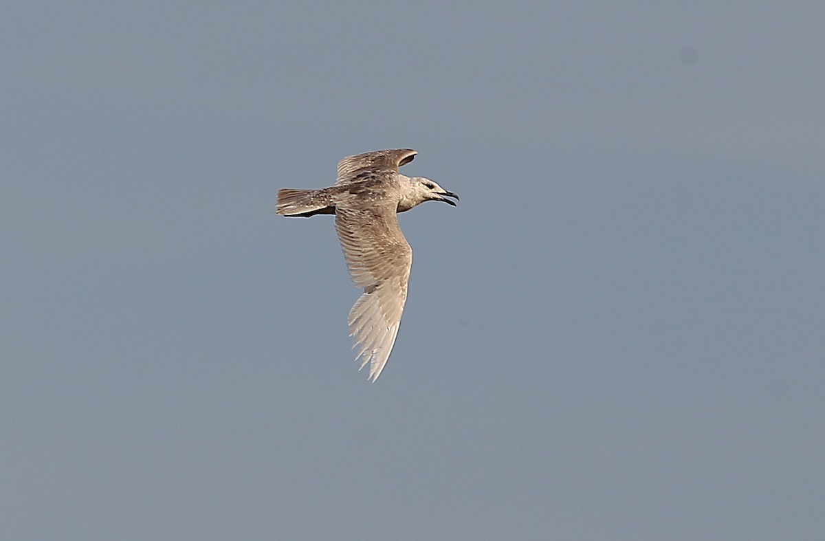 Glaucous-winged Gull - ML242871531