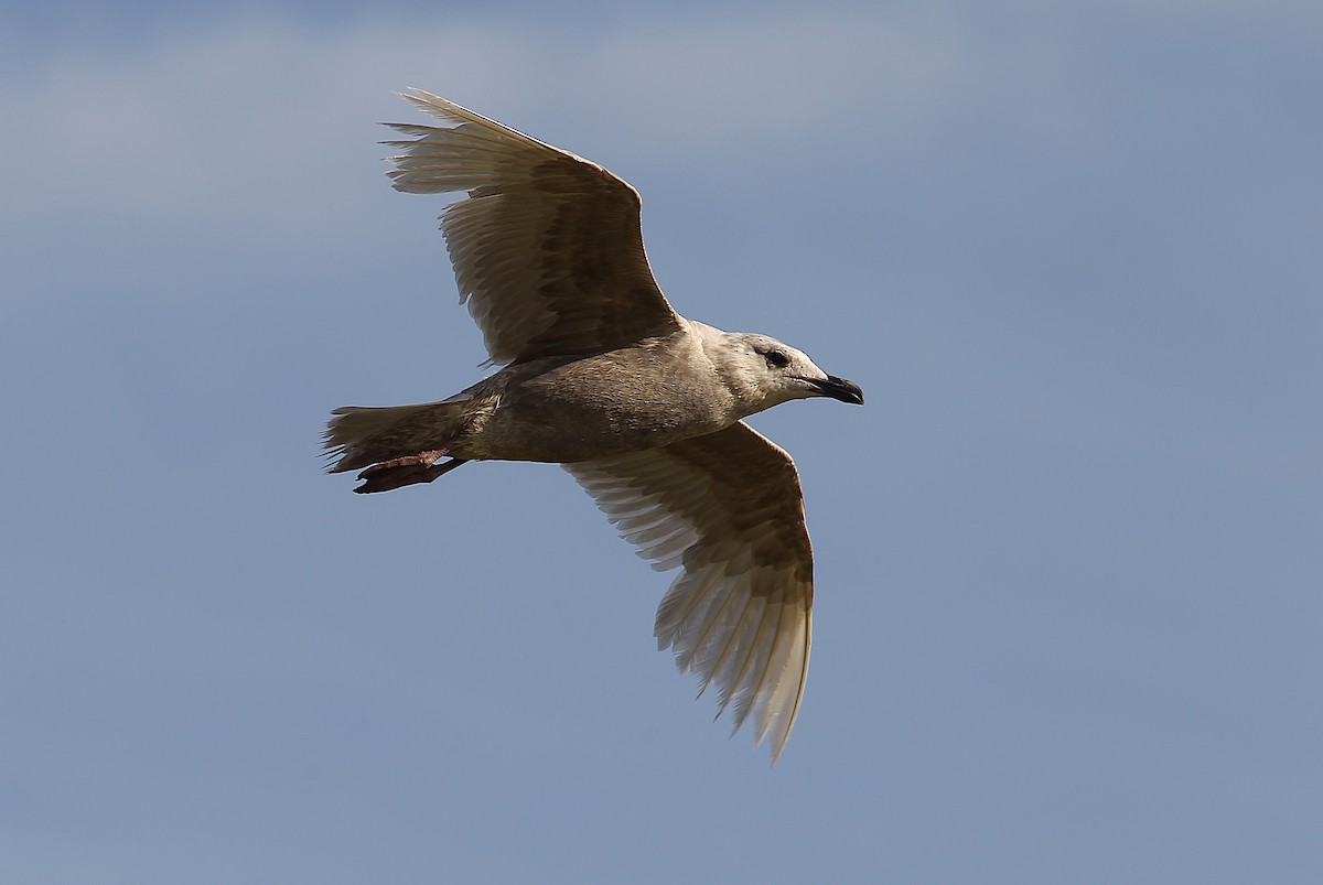 Glaucous-winged Gull - ML242871541