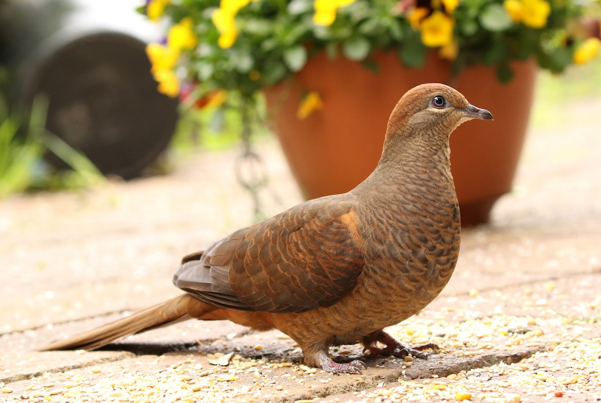 Brown Cuckoo-Dove - ML242872741