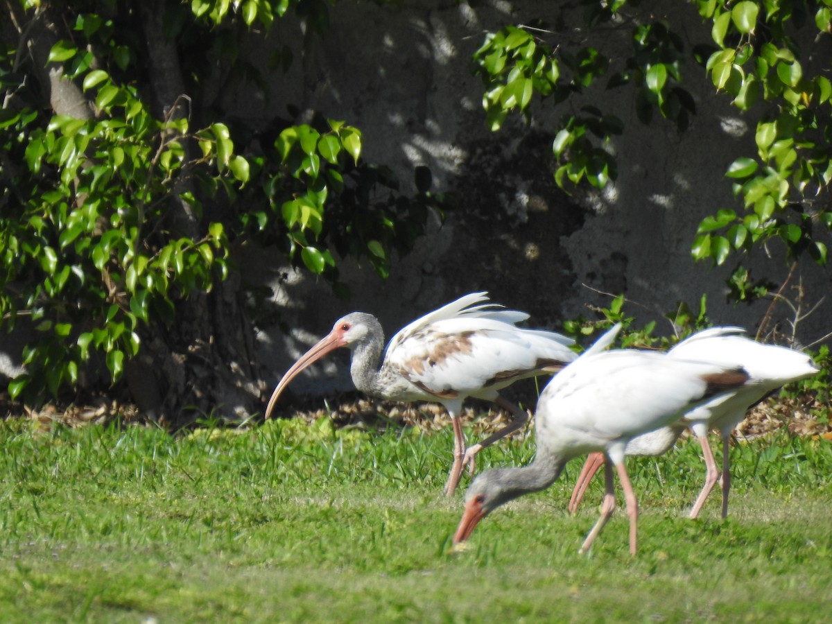 ibis bílý - ML242873031