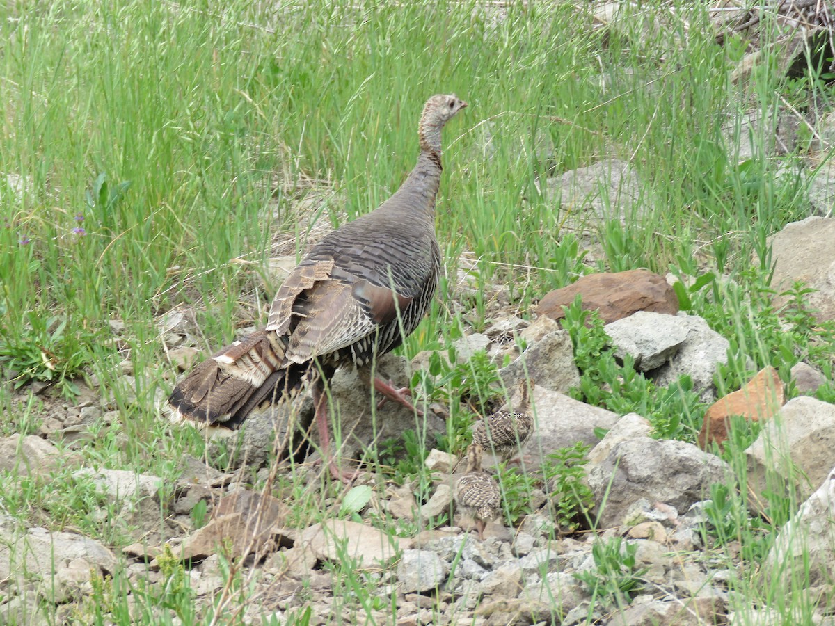 Wild Turkey - ML242873471