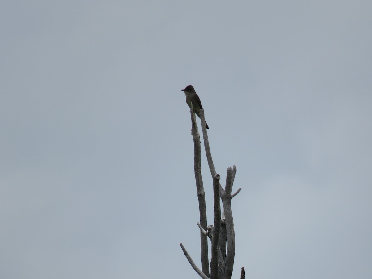 Olive-sided Flycatcher - ML242873621